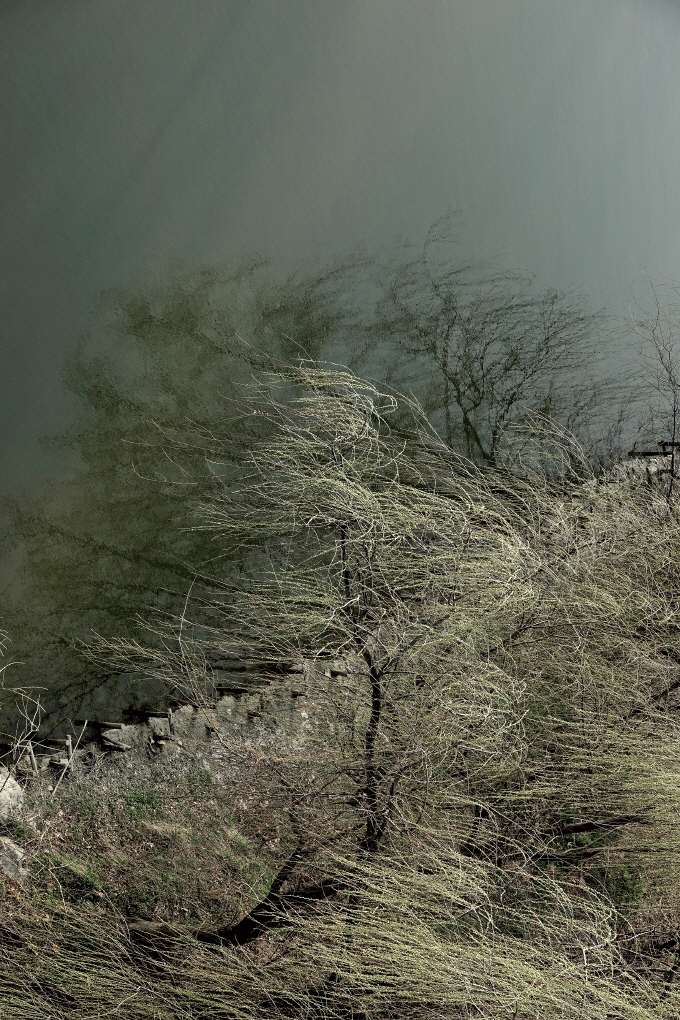 작품명 Tree, 2018