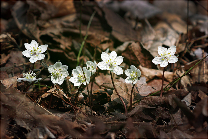 [sd Quattro H / Nikon El-Nikkor 135mm F5.6(+0.3) 1/250sec
