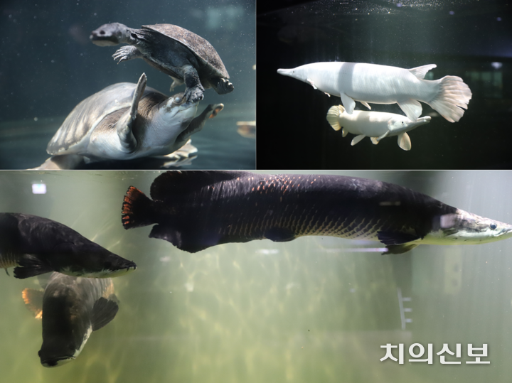 희귀한 고대어들이 수족관에서 유유히 헤엄치고 있다. <이광헌 기자>