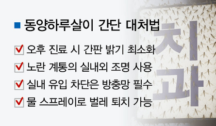 창문 열어놨더니 치과에 동양하루살이떼 바글